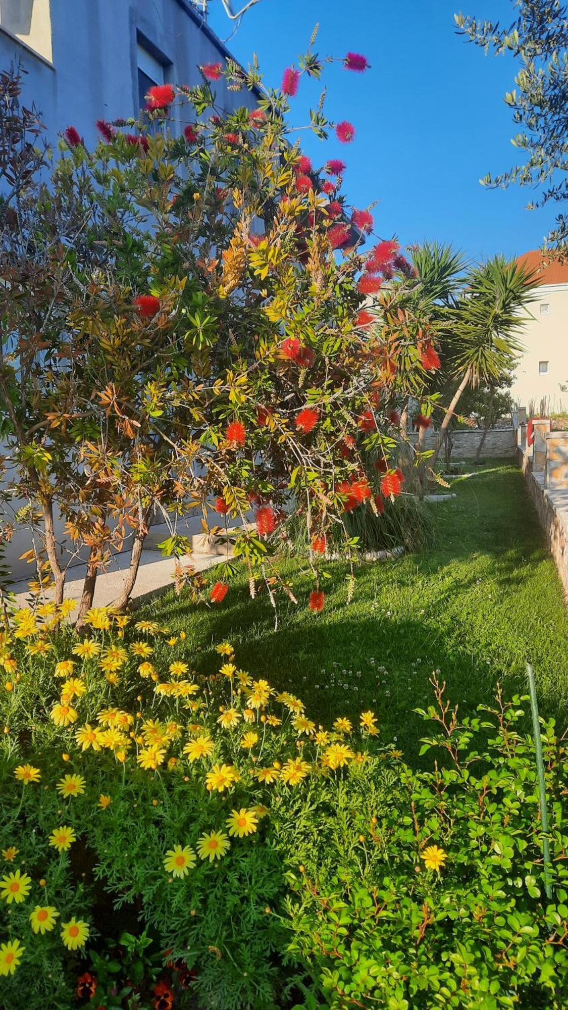 Antonio * Kastela